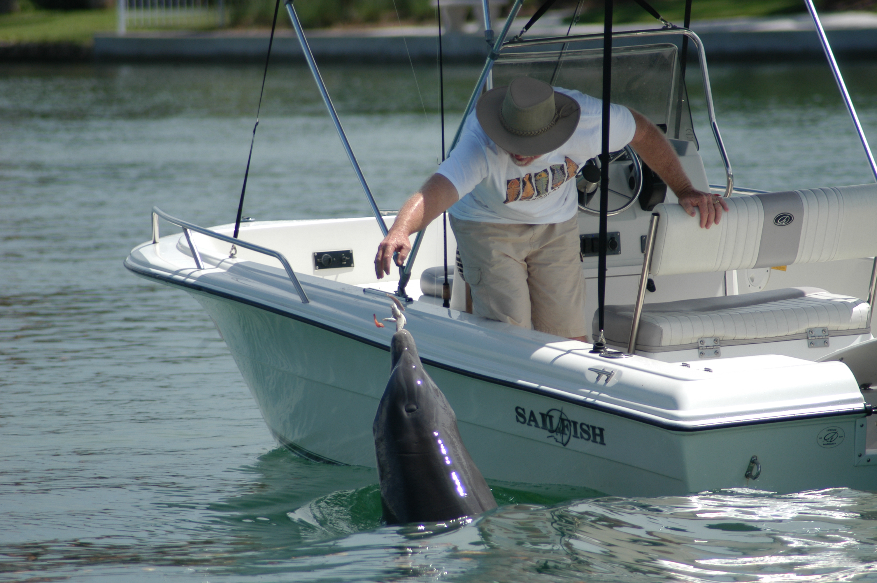 Feeding wild dolphins is harmful to the animals and dangerous for people — and illegal under the Marine Mammal Protection Act (Photo credit: Chicago Zoological Society's Sarasota Dolphin Research Program Permit No 15543)