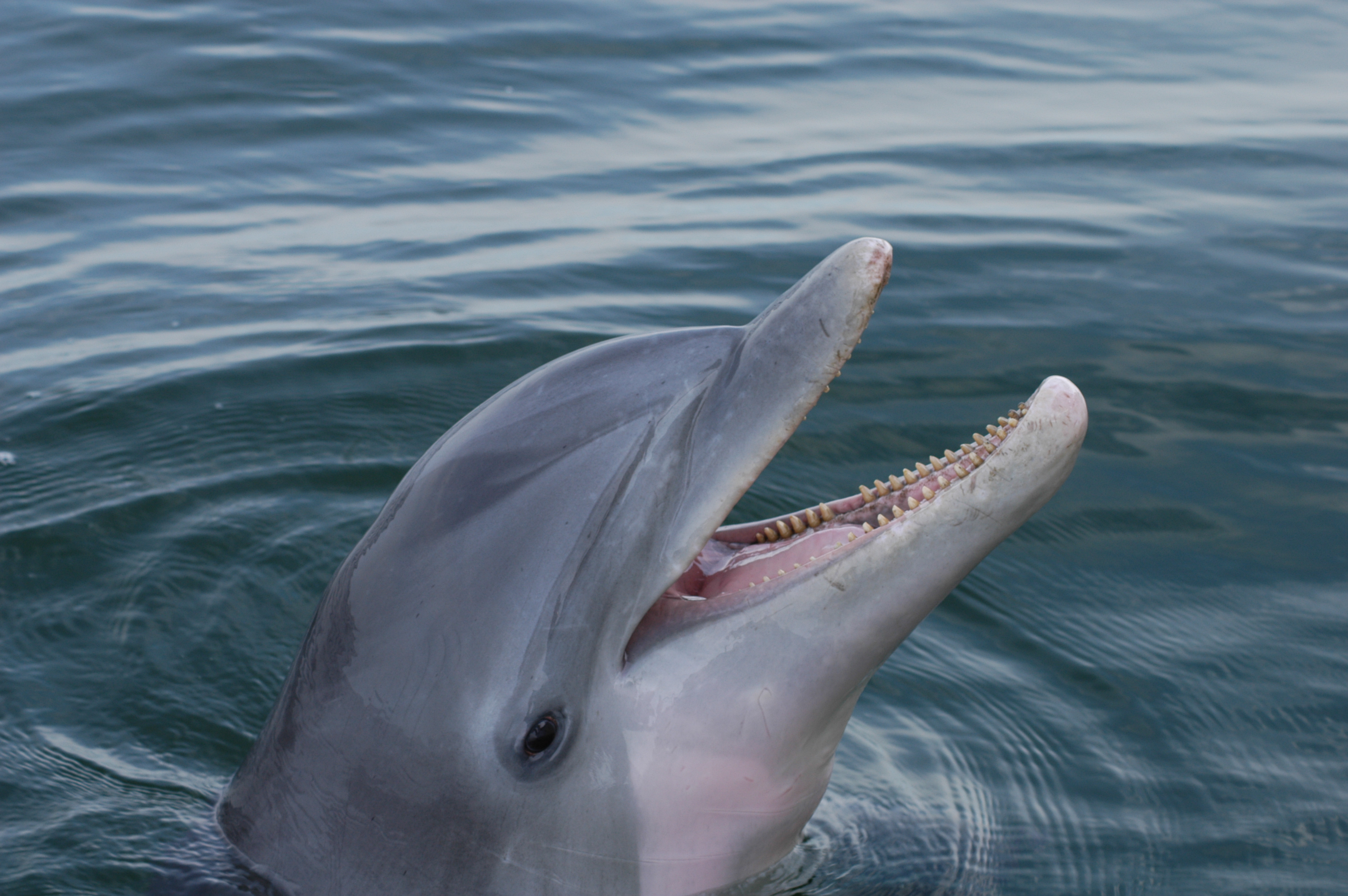 Begging dolphin_Photo credit NOAA