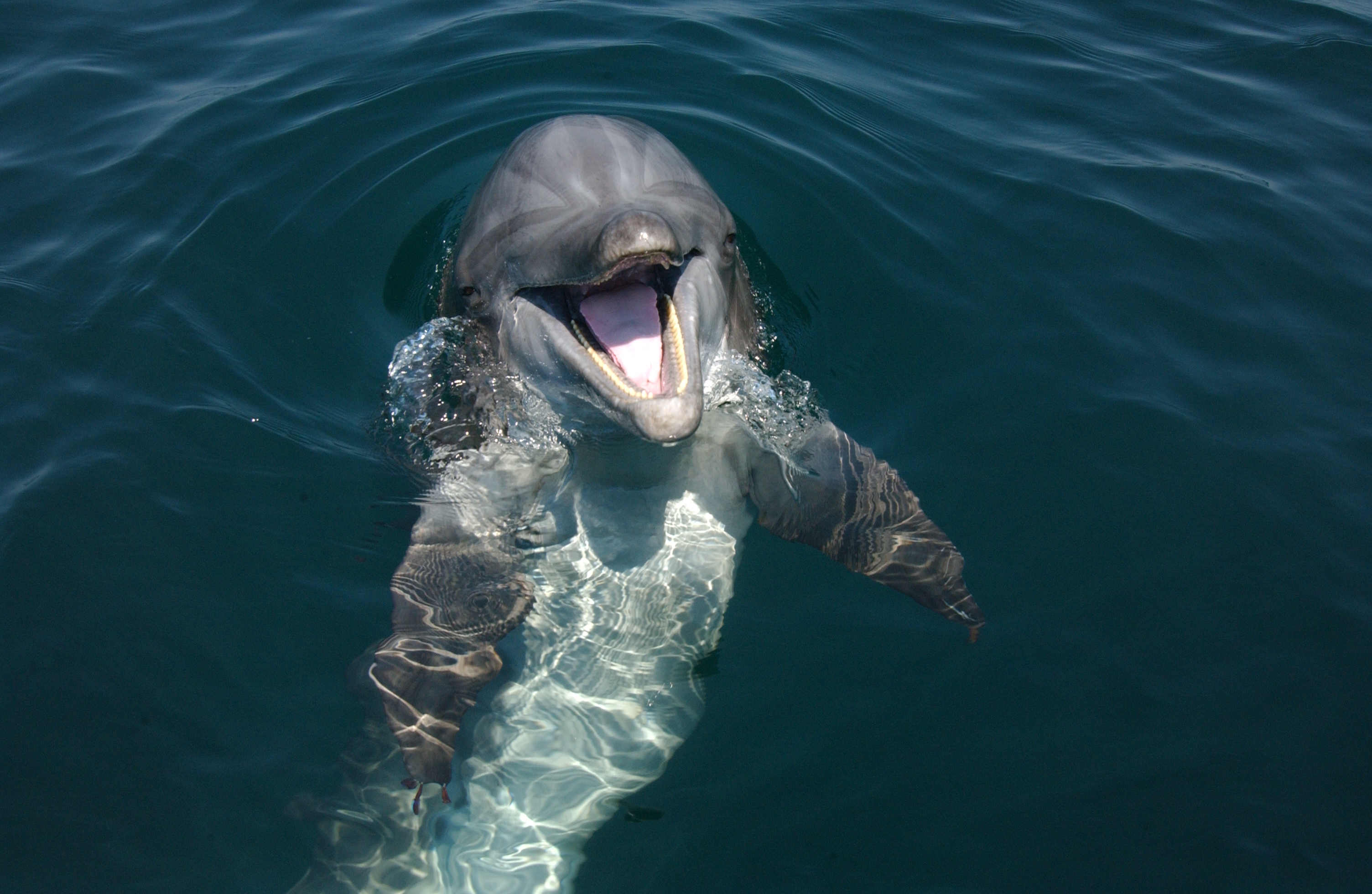Dolphin in the wild begging for food — this is not natural behavior (Photo Credit: NOAA)