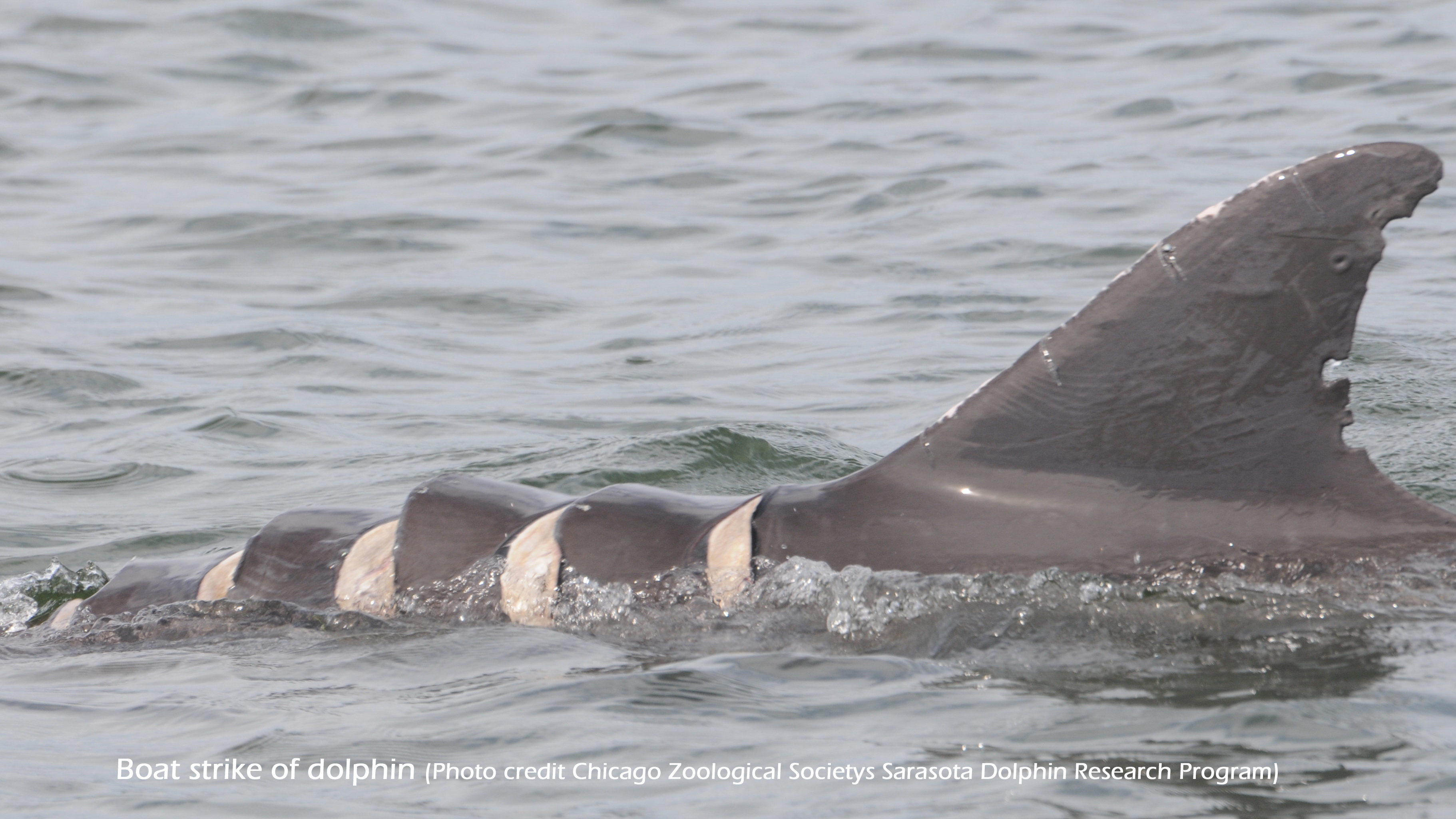 Boat strike of dolphin (Photo credit Chicago Zoological Societys Sarasota Dolphin Research Program)2