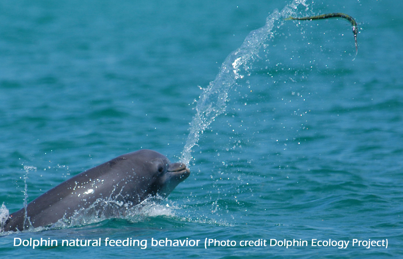 Dolphin natural feeding behavior (photo credit Dolphin Ecology Project)2