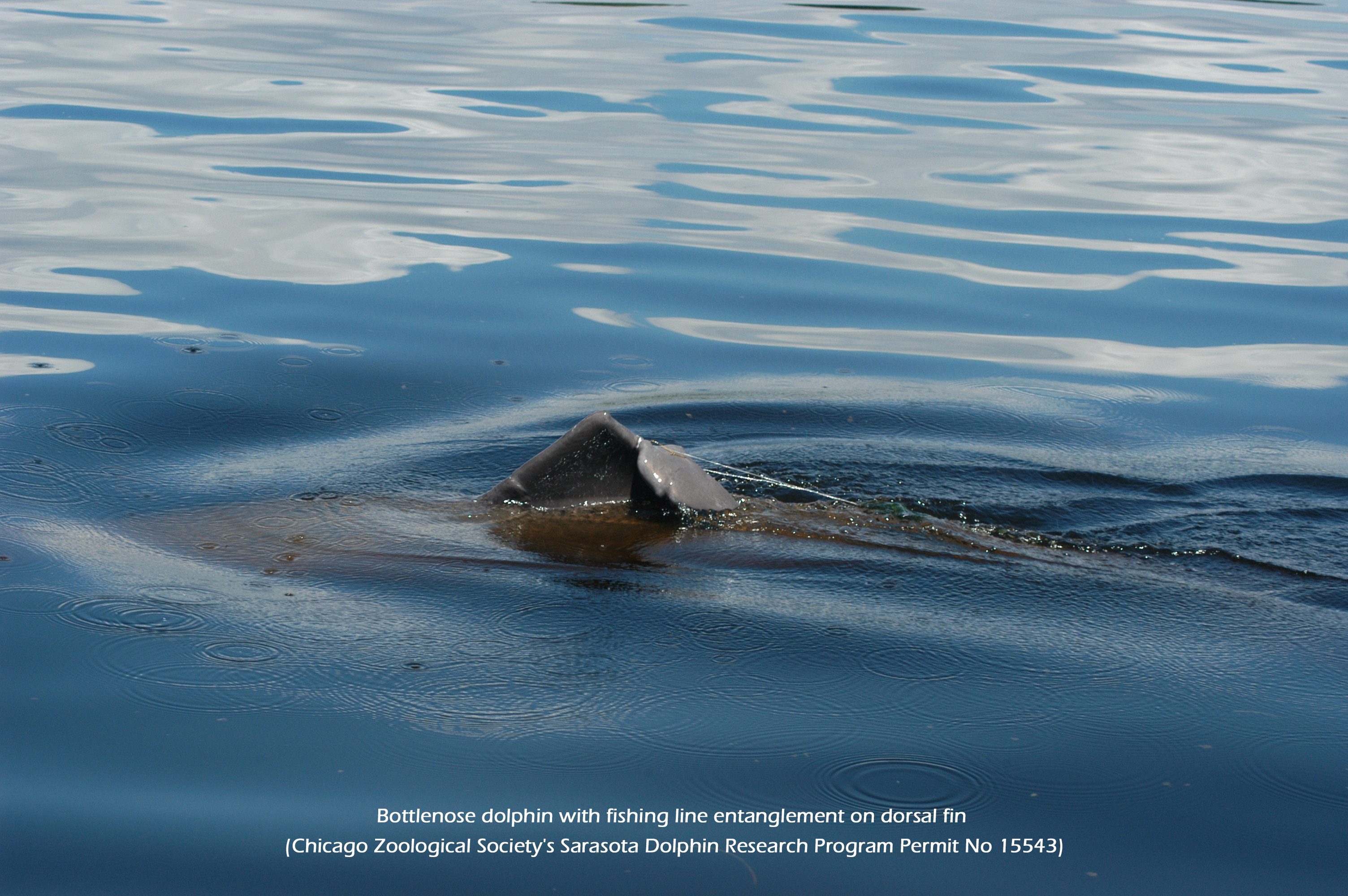 Dorsal fin with monofilament (Photo credit Chicago Zoological Societys Sarasota Dolphin Research Program)