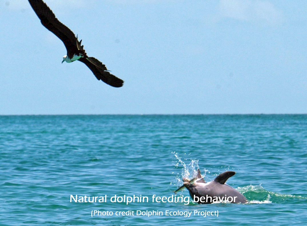 Natural dolphin feeding behavior (Photo credit Dolphin Ecology Project)2