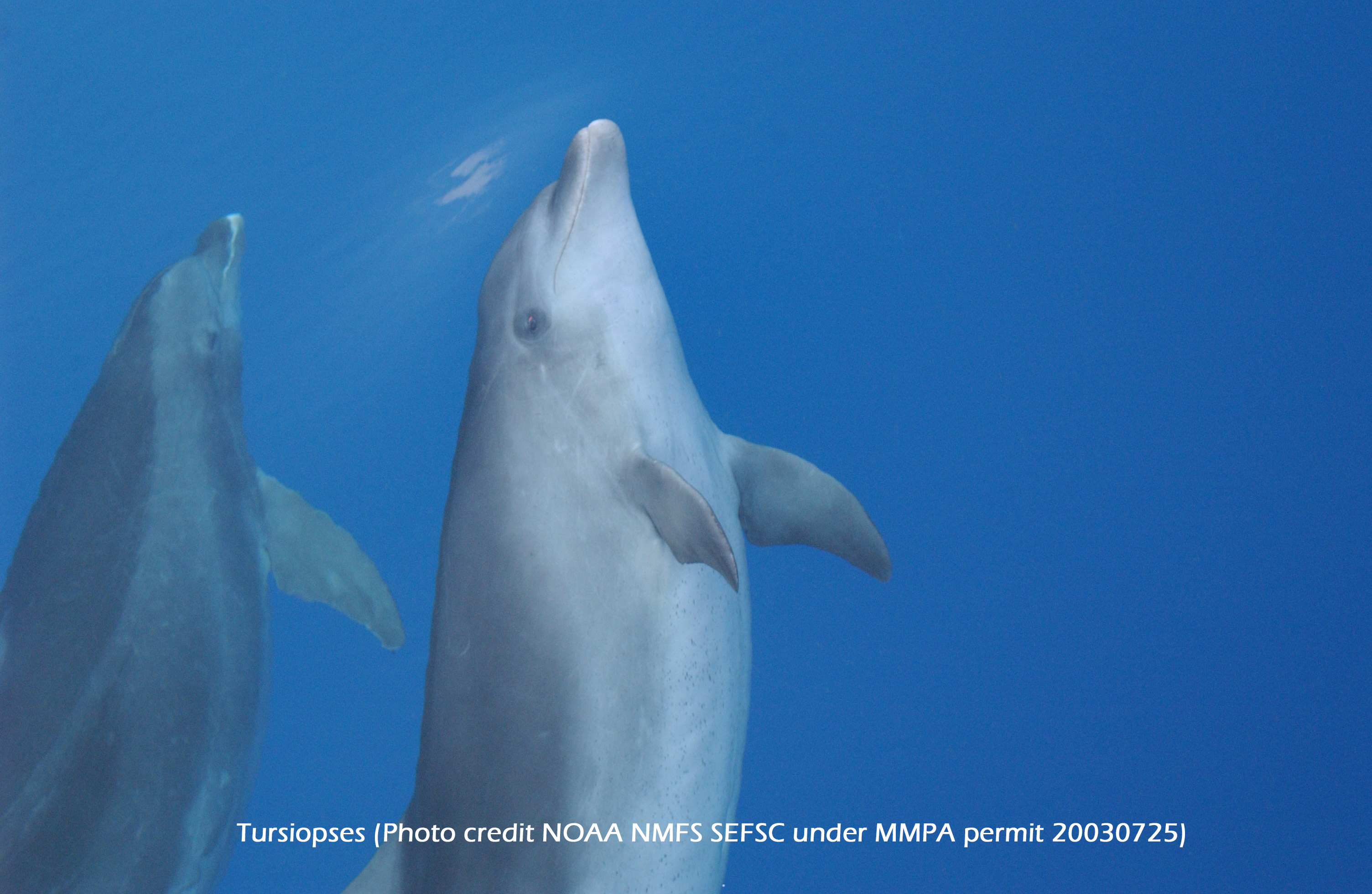 Tursiopses (Photo credit NOAA NMFS SEFSC under MMPA permit 20030725)2