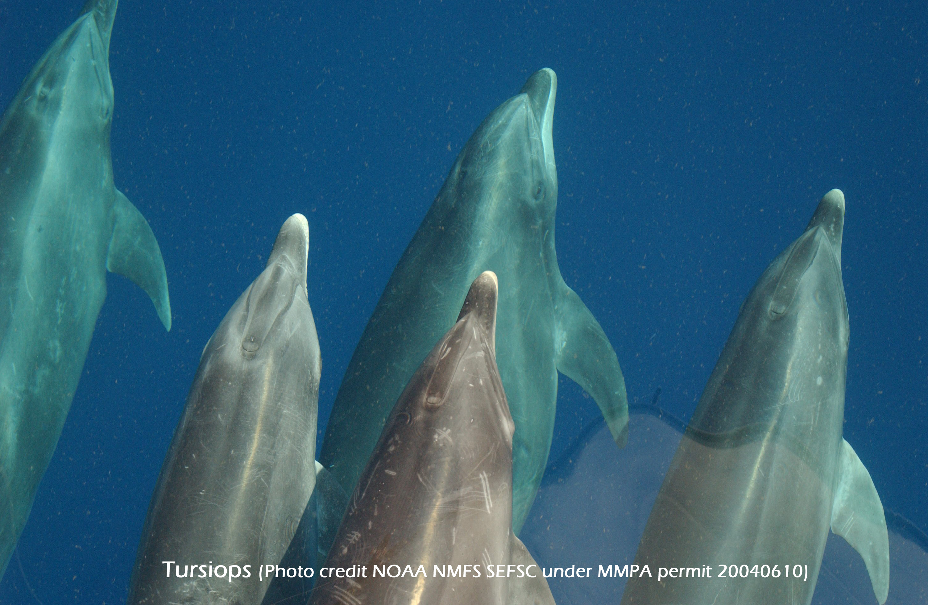 Tursiopses Photo credit NOAA NMFS SEFSC under MMPA permit 20040610)2