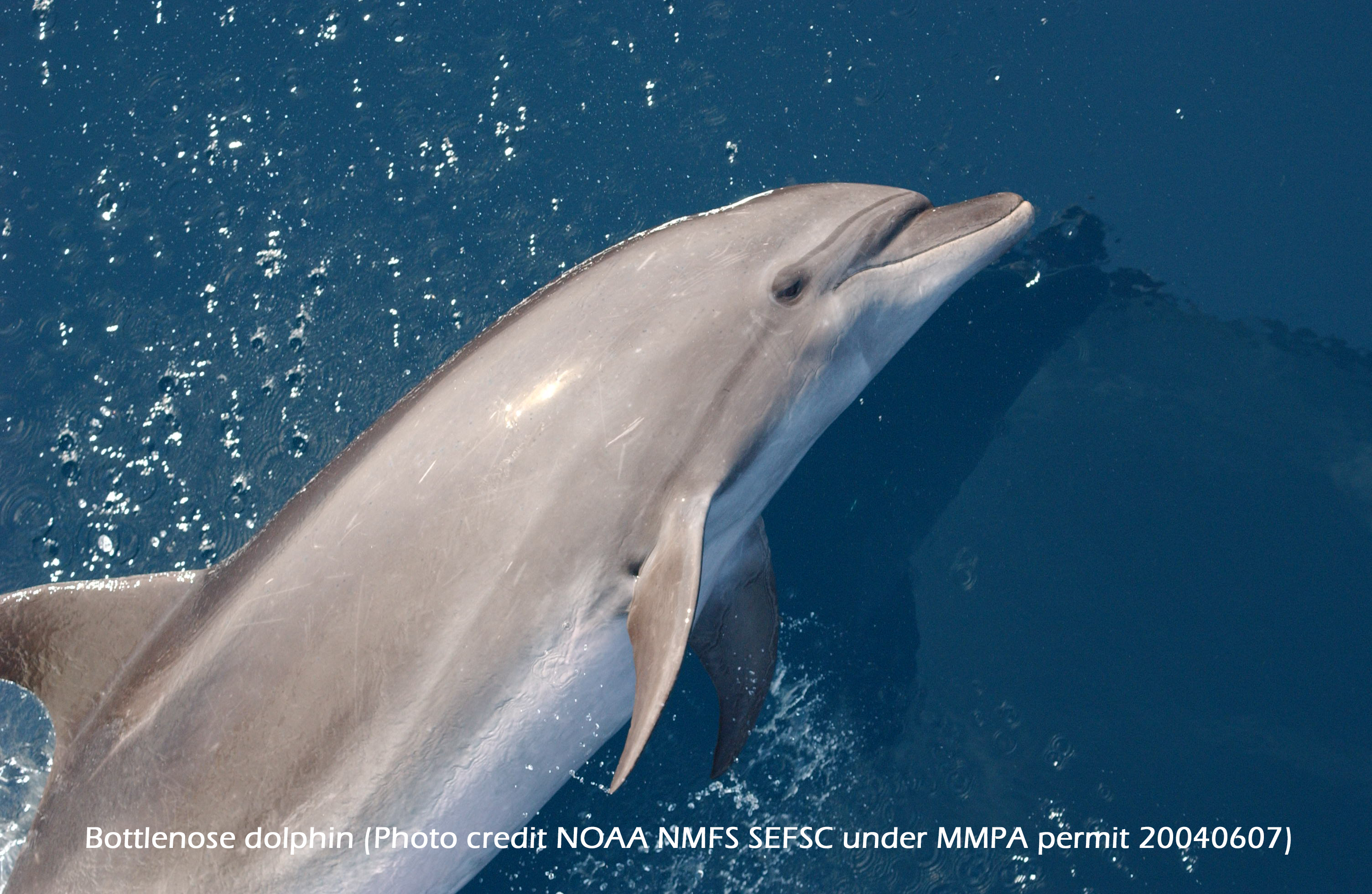 bottlenose dolphin (Photo credit NOAA NMFS SEFSC under MMPA permit 20040607)